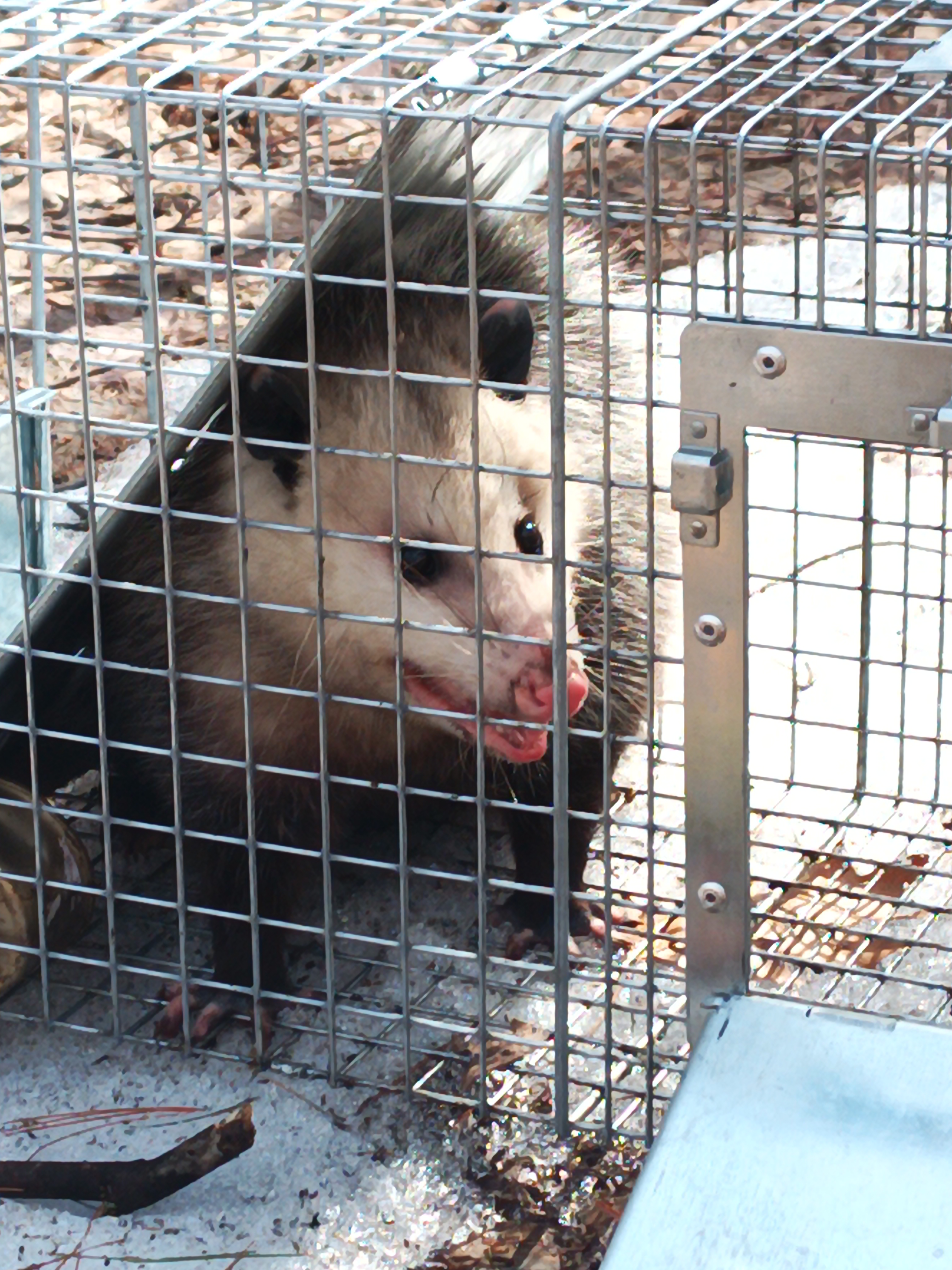 Possum with pink tongue trapped in a wire cage
