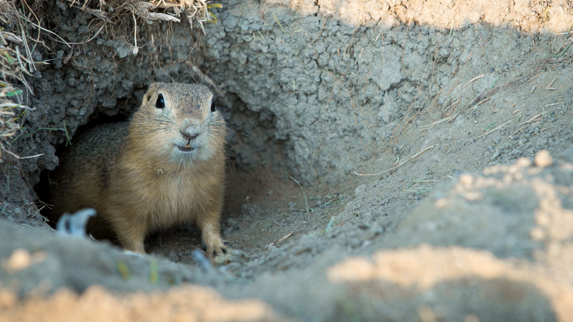 Ground squirrel peeking out from burrow in sandy, rocky terrain