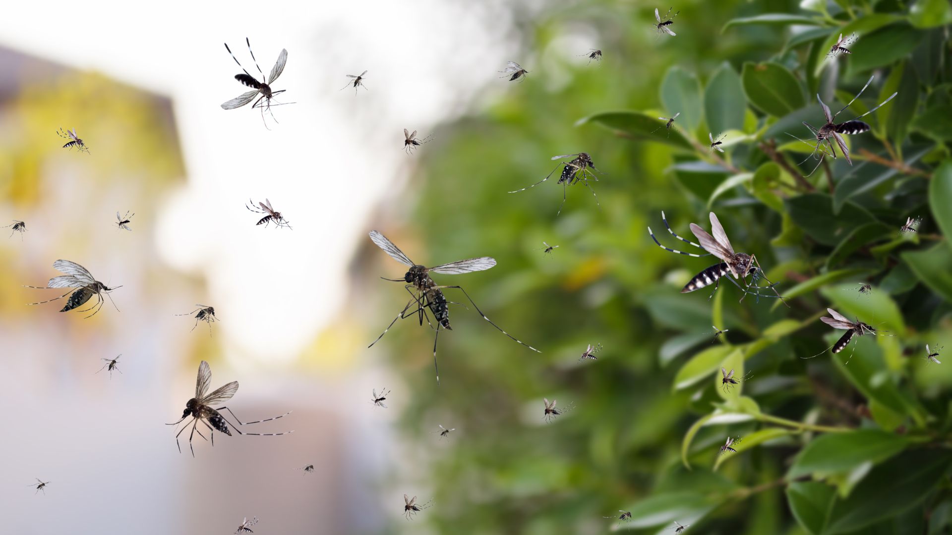 Multiple mosquitoes flying near green leaves and blurred background