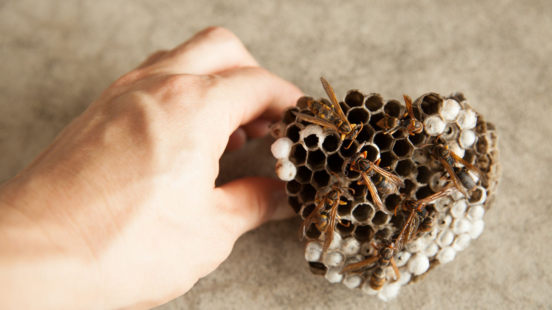 Hand holding a wasp nest with several wasps on hexagonal honeycomb