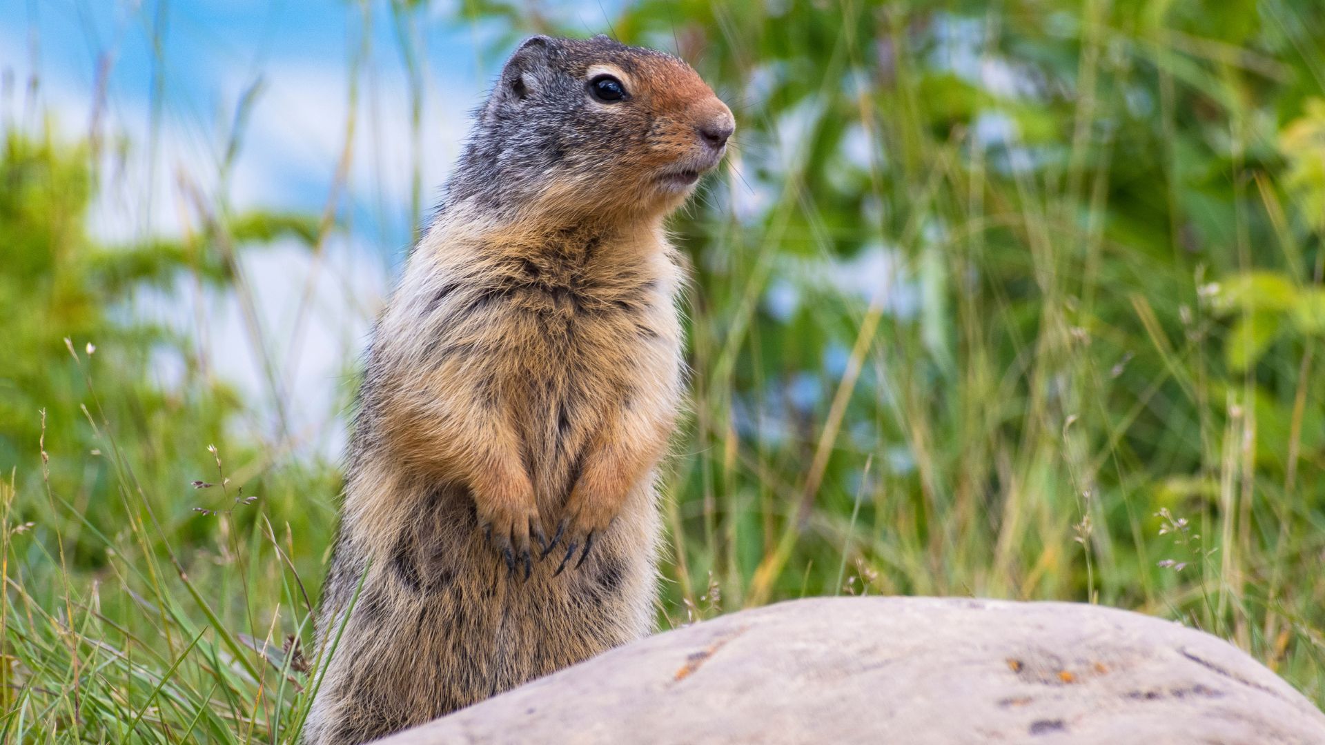 Ground squirrel standing upright on rock amid grassy meadow
